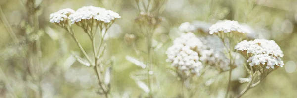 Yarrow con flores blancas crecen en el jardín soleado, borroso . — Foto de Stock