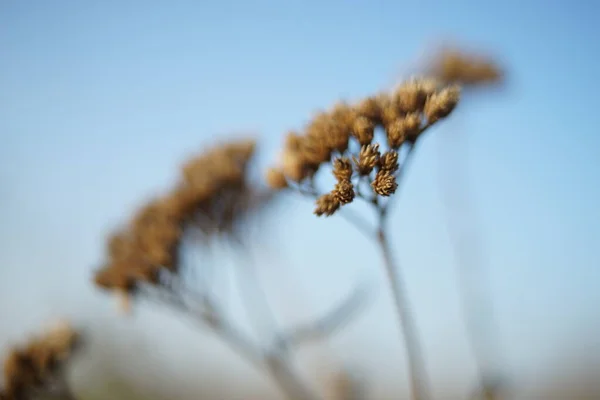 Flores silvestres secas crescem no campo de outono close-up . — Fotografia de Stock