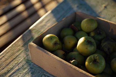Masadaki karton kutuda yeşil olgun elmalar..