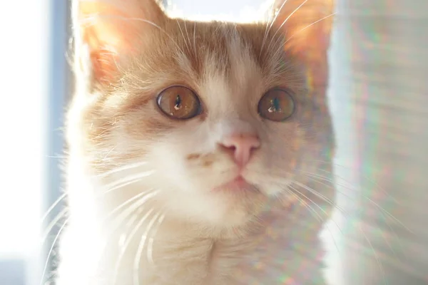 Bonito gengibre branco gatinho, close up rosto . — Fotografia de Stock