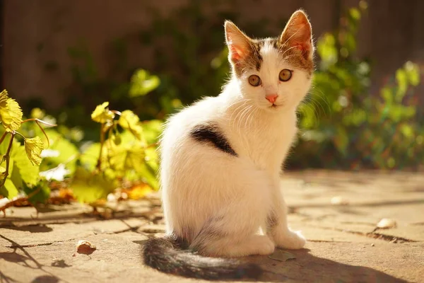 坐在阳光灿烂的花园里的白色小猫咪画像. — 图库照片