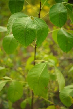 Ormanda taze yeşil yapraklar yetişiyor. Yumuşak seçici bir odak noktası..