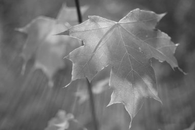 Ormanın bir dalında büyük bir akçaağaç yaprağı, makro fotoğraf..