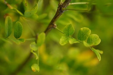 Ormandaki bir dalda akasya yaprakları bulanık..