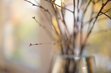 Pencere kenarındaki vazoda ince dallar, yumuşak odak.