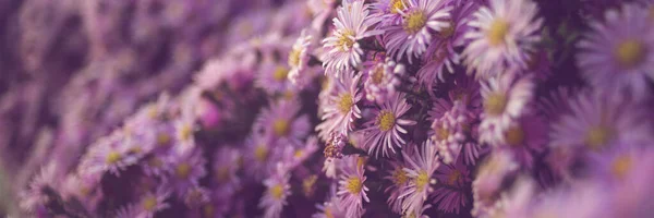 Purple chrysanthemum flowers bush closeup, natural floral background.