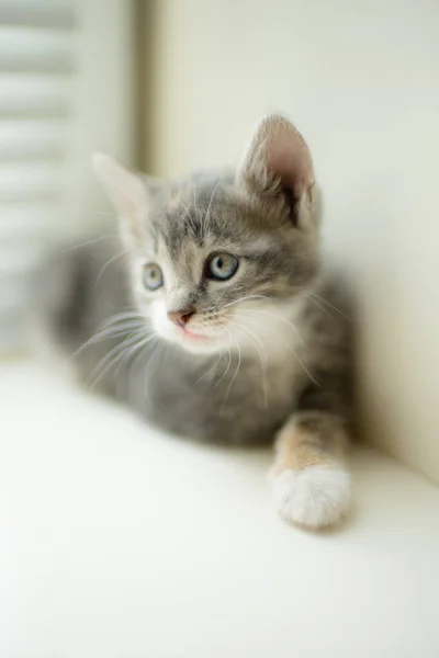 Gatinho cinza pequeno bonito relaxar, retrato no peitoril da janela . — Fotografia de Stock