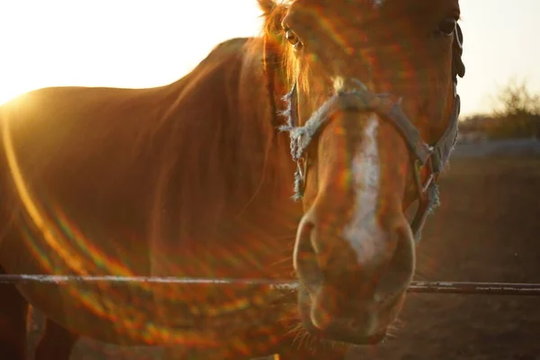 Retrato de um cavalo castanho ao pôr do sol com raios de sol . — Fotografia de Stock