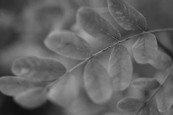 Foglie di acacia su un ramo della foresta, messa a fuoco offuscata, foto bw . — Foto Stock