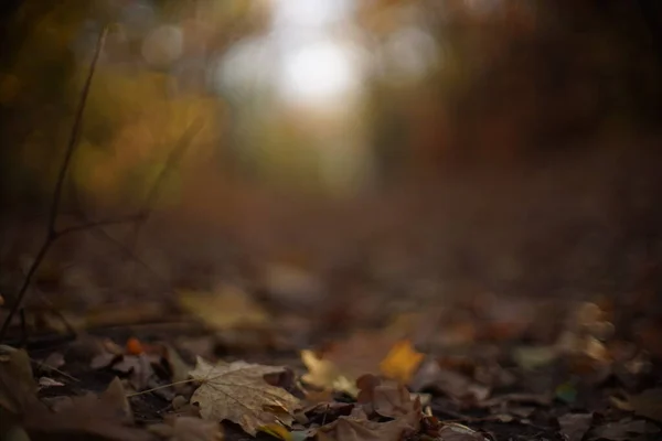 Herfst bos met kleurrijke bladeren, weg in wazige achtergrond. — Stockfoto