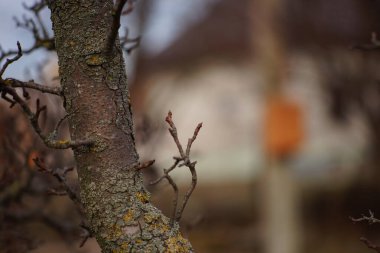 Sonbahar bahçesinde armut ağacı, arka planda bulanık ev.