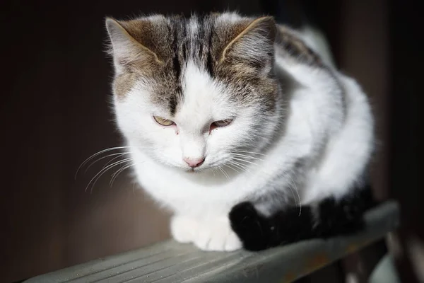 Güneşli bir günde beyaz kedi portresi, evcil hayvanlar rahatlar.. — Stok fotoğraf