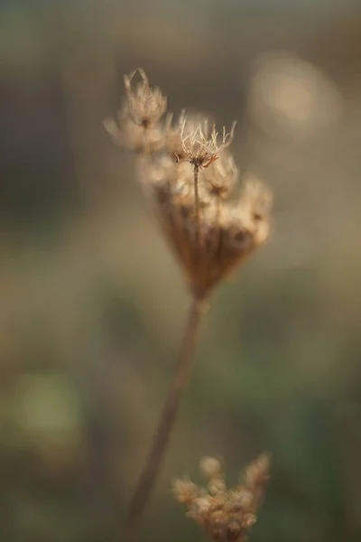 Στεγνό γρασίδι το φθινόπωρο θολή πεδίο closeup. — Φωτογραφία Αρχείου