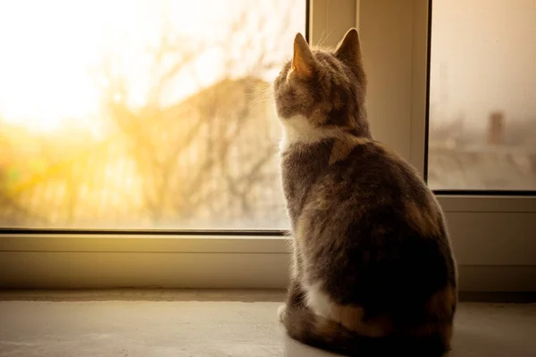 Beyaz kedi yavrusu pencere kenarında oturur ve güneşli bir sonbahar gününde gökyüzüne bakar..