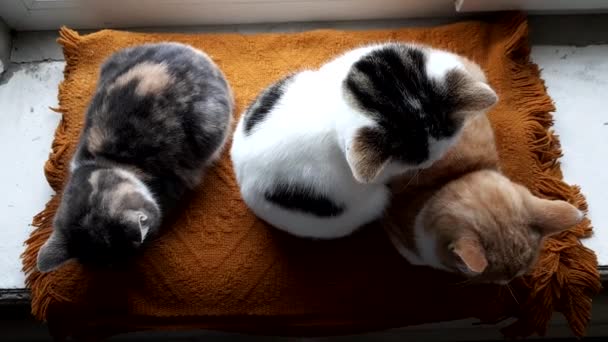 Three Kittens Resting Old Windowsill Warm Blanket — Stock Video