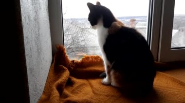 Maneki Neko kedisi sıcak bir battaniyeyle pencere eşiğinde oturur ve pencereden dışarı bakar.