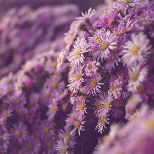 Flores de crisantemo púrpura arbustos primer plano. Fondo floral natural . — Foto de Stock