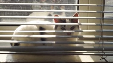 Beyaz kedi yavrusu güneşli bir pencere eşiğinde yatıyor ve arka planda kırsal bir çatı olan perdelerden bakıyor..
