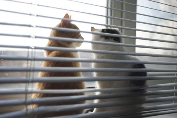 Deux chatons reposent sur un rebord de fenêtre ensoleillé avec stores, photo floue douce . — Photo