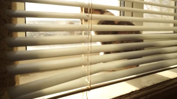 Gatito gris descansa sobre una ventana soleada con persianas y mira a través de la ventana . — Vídeo de stock