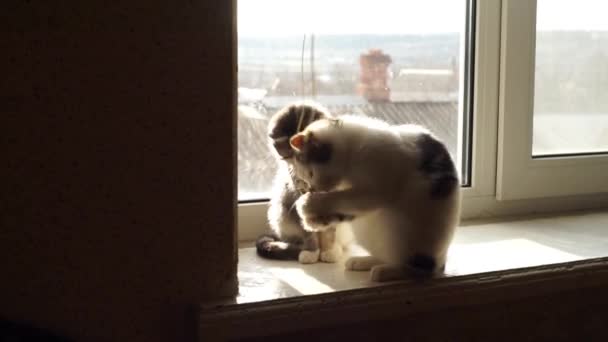 İki kedi yavrusu güneşli bir pencere eşiğinde bir panjur ipiyle oynuyorlar.. — Stok video