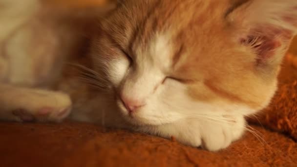 Cute ginger kitten sleep on a warm blanket, closeup portrait. — Stock Video