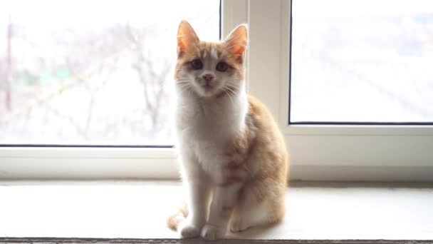 かわいい生姜子猫は白い窓の上に座っています — ストック動画