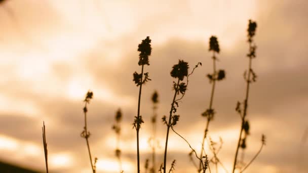 Altes Trockenes Gras Oder Blumen Wachsen Herbst Feld Bei Sonnenuntergang — Stockvideo