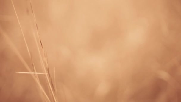 枯干的野花生长在棕色的秋田里 — 图库视频影像