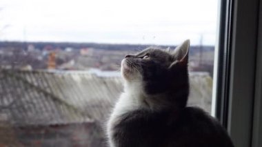 Gri kedi yavrusu pencereden dışarı bakan kuşların uçuşunu izliyor, başını ileri geri hareket ettiriyor.