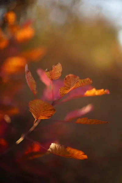 Оранжевые листья на ветке осеннего леса крупным планом . — стоковое фото