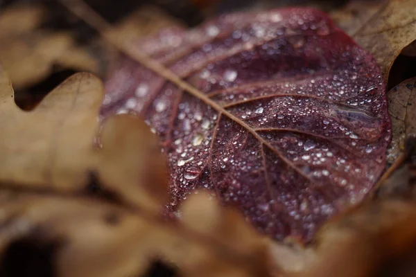 Gotas de lluvia en un primer plano de hoja roja en el bosque de otoño . — Foto de Stock