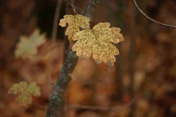 Ağaç dalında kurumuş sarı akçaağaç yaprakları. Sonbahar ormanı. — Stok fotoğraf