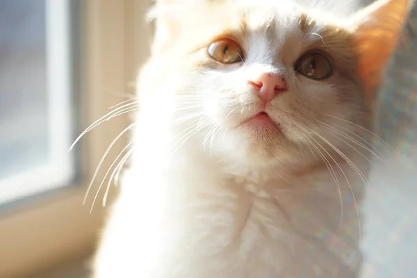 Gatinho branco de gengibre engraçado, close up face . — Fotografia de Stock