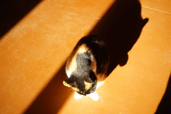 Gato sentado en el suelo de madera y lamer la pata, vista superior, fuerte luz solar y sombras . — Foto de Stock