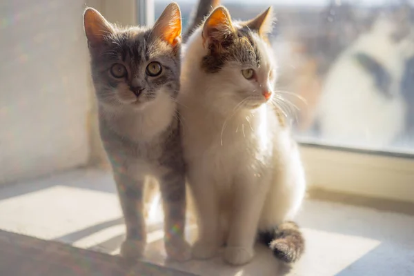 Dvě roztomilá koťátka na slunném parapetu. — Stock fotografie