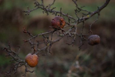 Sonbahar bahçesindeki bir meyve ağacında eski kahverengi armutlar.