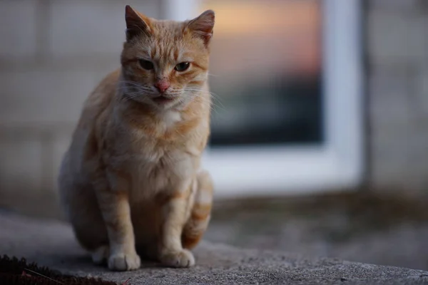 Evsiz kırmızı kedi beton bir levhanın üzerinde oturuyor. Arka planda cam bir kapının üzerinde. Gün batımının yansıması var.. — Stok fotoğraf