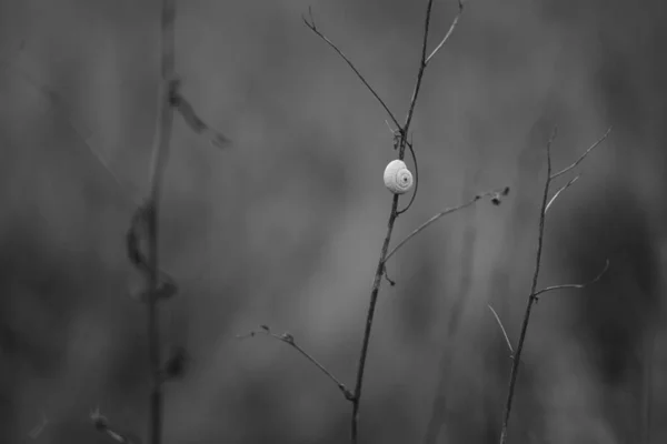 Cáscara de caracol blanco en una rama en el jardín, bw foto . —  Fotos de Stock