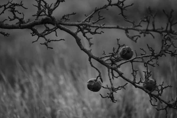 Viejas peras en una rama de árbol frutal en el jardín de otoño, foto bw . —  Fotos de Stock