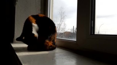 Maneki Neko kedisi eski bir pencere eşiğinde oturur ve kendini temizler. Sonbahar bulutlu bir manzarası olan bir pencere.