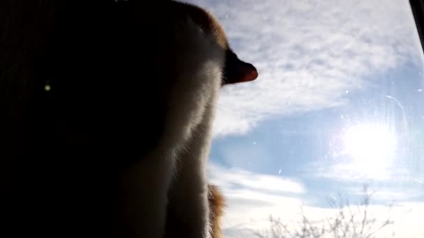 Maneki Neko Gato Sentado Peitoril Janela Limpa Vista Janela Céu — Vídeo de Stock