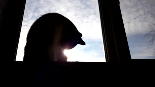 黑猫Maneki坐在窗台上 用大大的阳光从蓝云的天空的窗户上看去 它自己在擦拭自己 — 图库视频影像