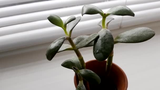 Genç Crassula Bitkisi Para Ağacı Bitkisi Vazonun Içinde Çiçek Pencere — Stok video