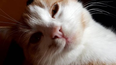 Güzel kızıl beyaz kedi yavrusu, yakın plan kedi yüzü portresi..