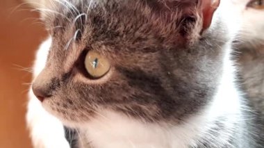Sevimli soluk gri kedi yüzlü, yeşil gözlü, yakın çekim görüntüleri..