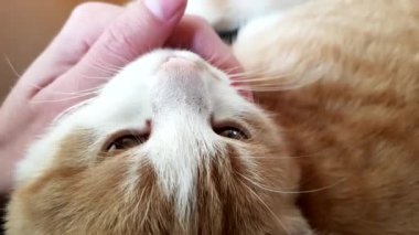 Şirin kırmızı kedi yüzlü, rahatlatıcı, hoş ve mutlu hisseden, sahibinin okşadığı bir kadın eli, kedinin boynunu okşayan.