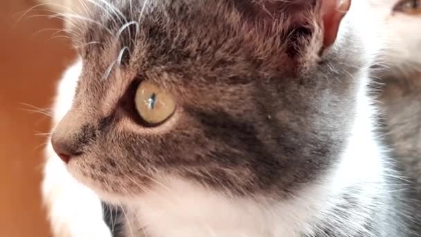 Bonito Rosto Cinza Pálido Gatinho Com Olhos Verdes Imagens Close — Vídeo de Stock