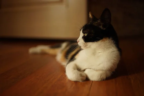 Schöne tricolor Katze auf dem Wohnzimmerboden liegend. — Stockfoto