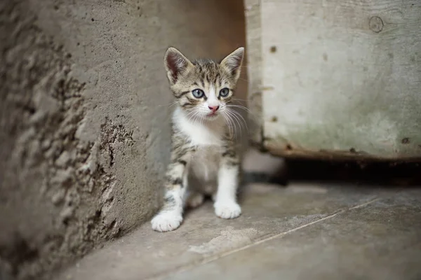 Dışarıda oturan sevimli bir kedinin portresi. Evcil kedi, sevimli bebek hayvan.. — Stok fotoğraf